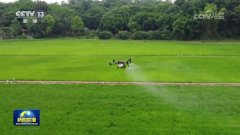 <b>本地估计逢迎收割机、粮食烘干000多台</b>